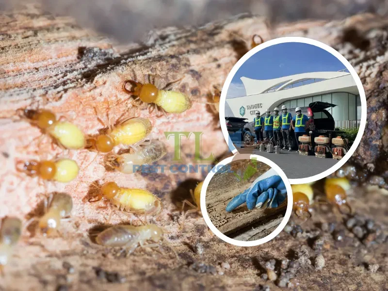 diệt mối không mùi diệt mối không mùi