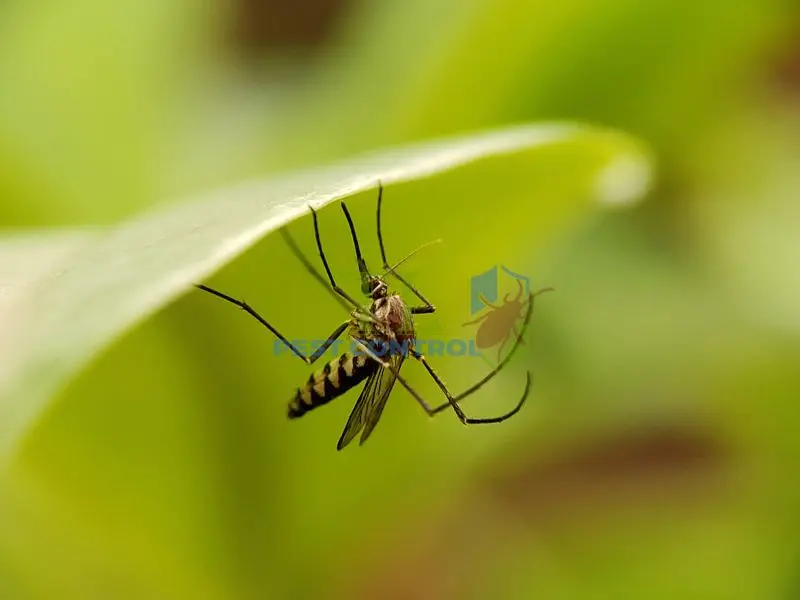 Diệt muỗi cho công viên