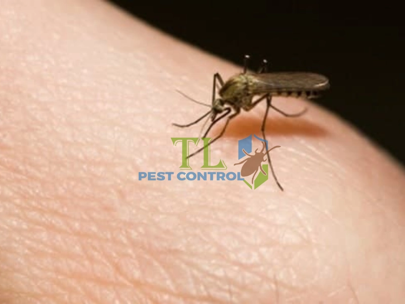 đuổi muỗi bằng cafe đuổi muỗi bằng cafe