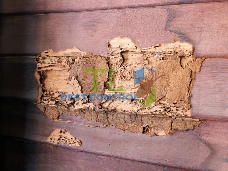 cách diệt mối ăn tường nhà