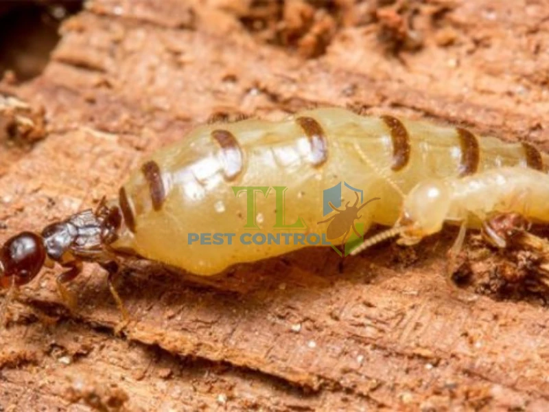 hình ảnh mối chúa trưởng thành