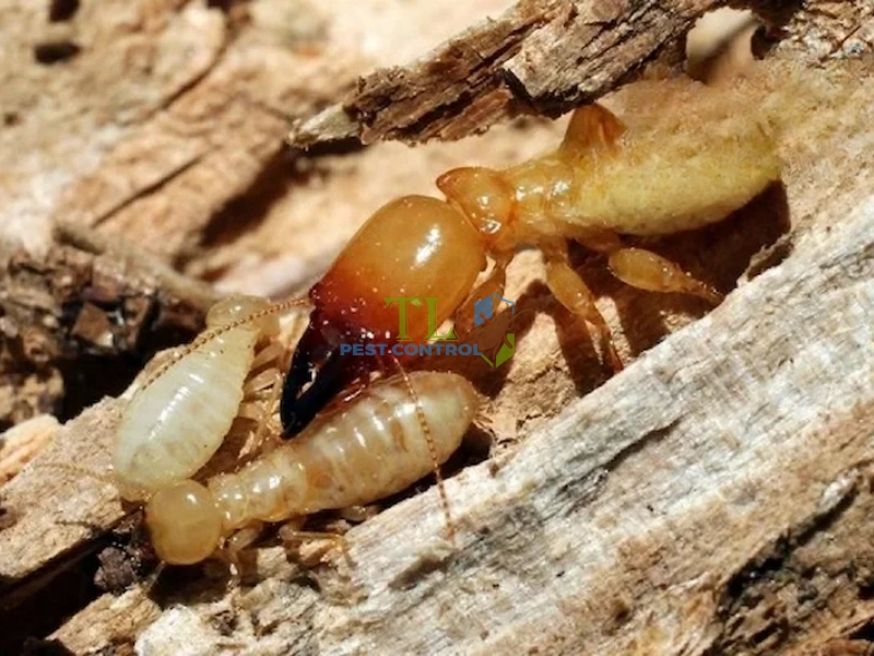 tư vấn diệt mối