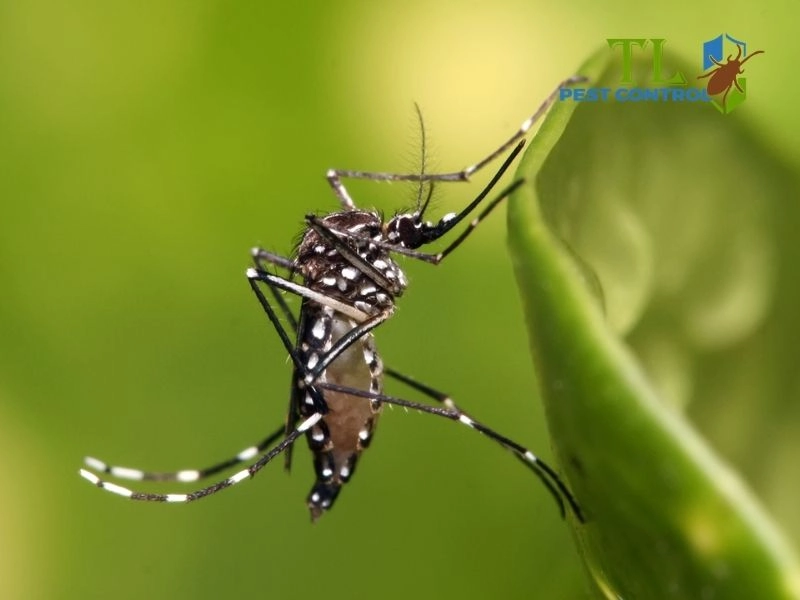 các loại muỗi các loại muỗi