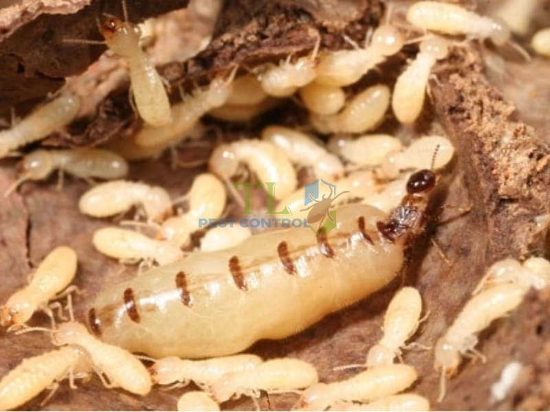 ấu trùng con mối 