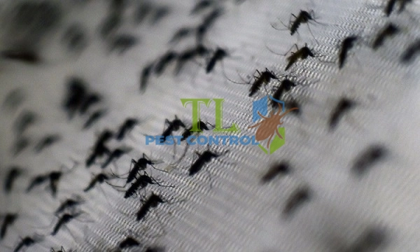 diệt muỗi quận phú nhuận