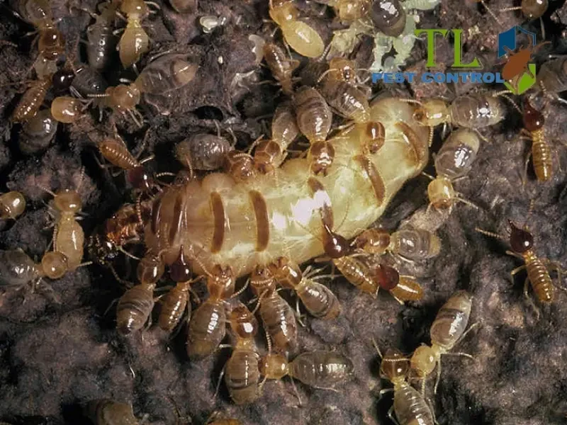 mối đất và mối gỗ