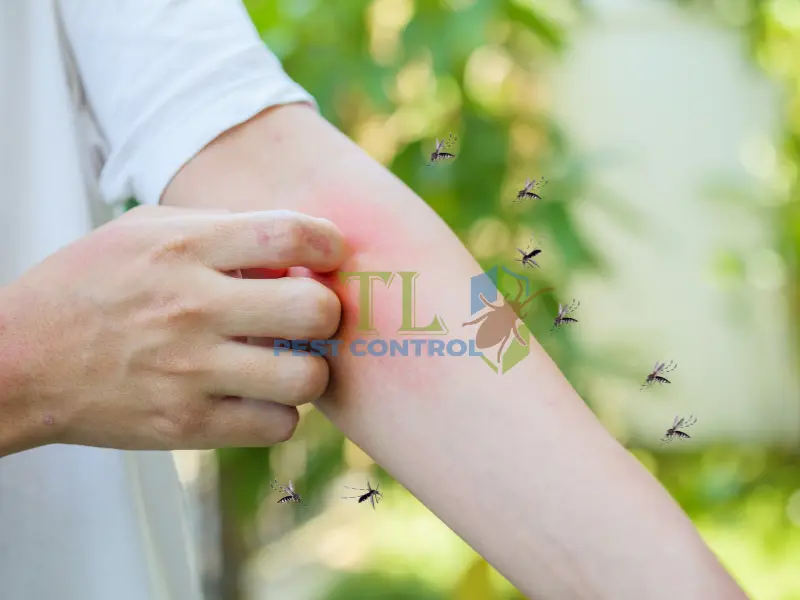 đồ bắt muỗi