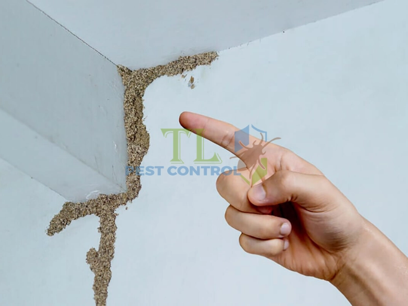 Dấu hiệu sự hiện diện của tổ mối tại nơi cư trú