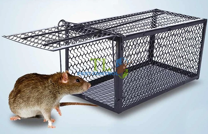 cách bẫy chuột nhắt trong nhà