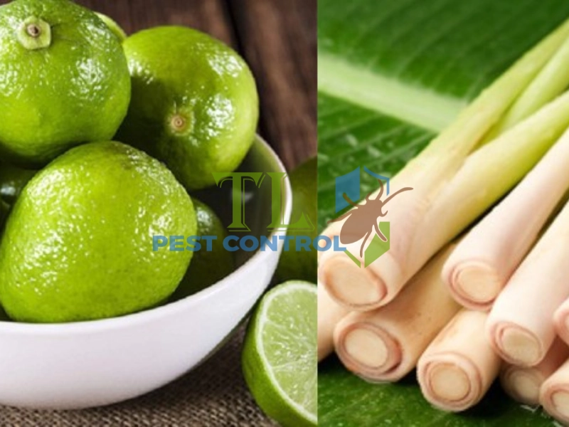 cách làm tinh dầu đuổi muỗi