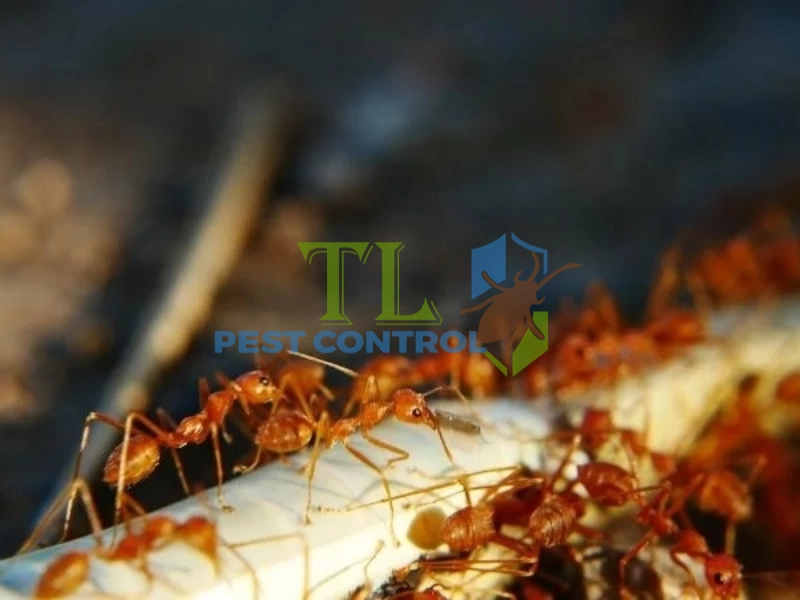 diệt kiến lửa trong đất diệt kiến lửa trong đất