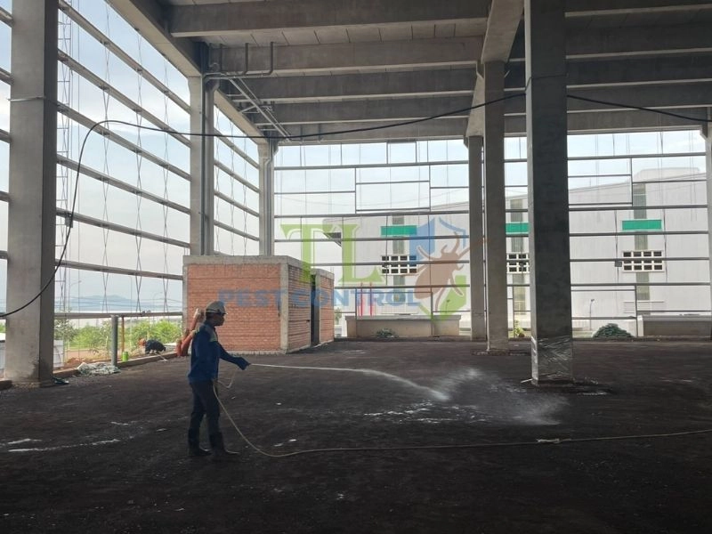 Tác hại của con mối đối với kết cấu công trình