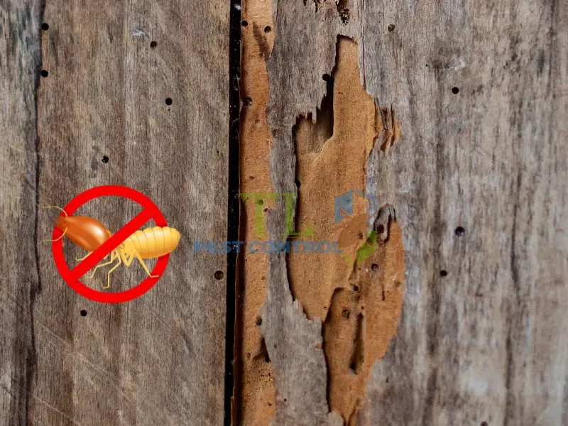 Tác hại của mối với đời sống