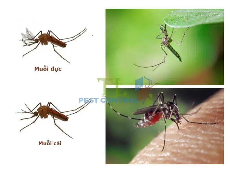 Sự khác biệt cơ bản giữa muỗi đực và muỗi cái