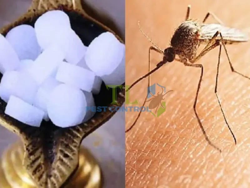 cách đuổi muỗi bằng long não