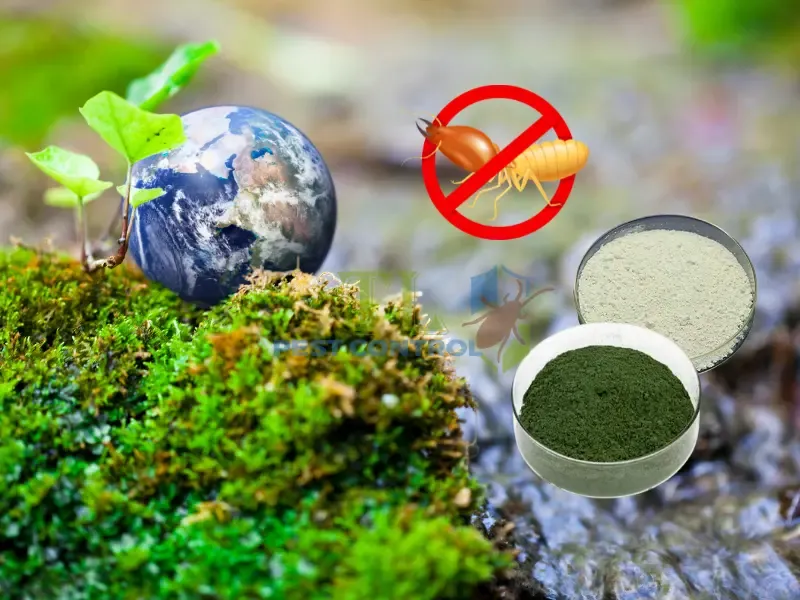 Diệt mối bằng bả sinh học