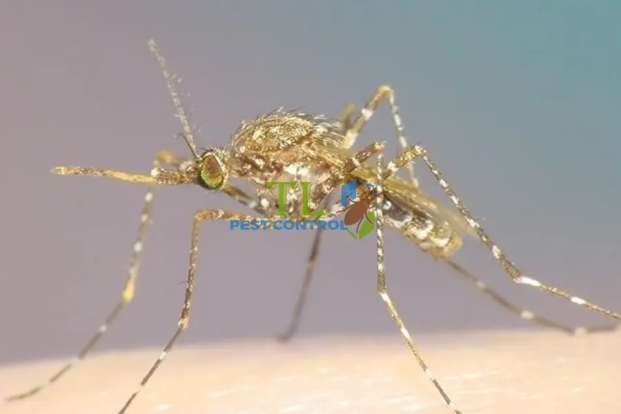 Cách Diệt Muỗi Mansonia Hiệu Quả Triệt Để