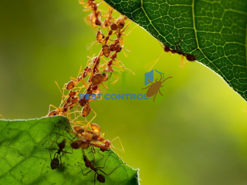 Nguyên nhân kiến tấn công cây dâu tây
