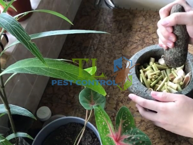 tự làm tinh dầu đuổi muỗi