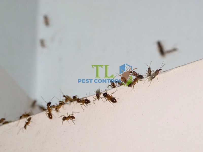 cách tìm tổ kiến trong nhà