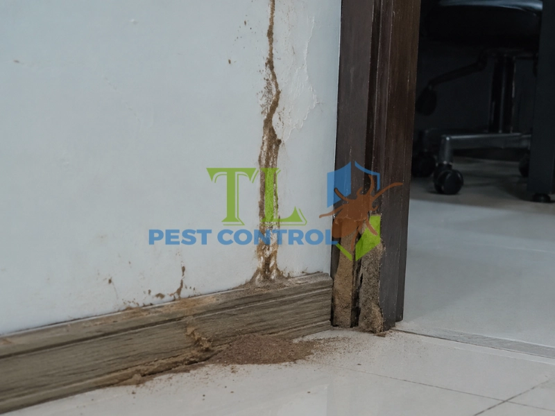 diệt mối cho công ty