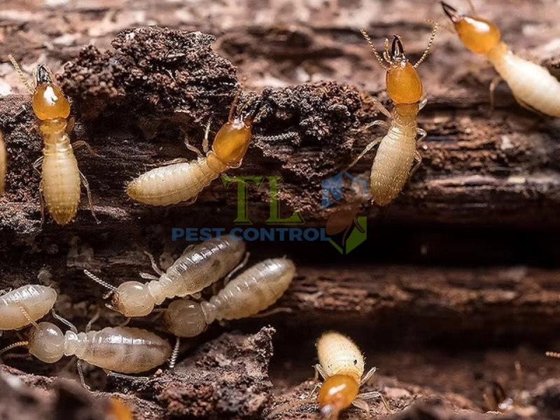 Thấy mối thợ thì nên làm gì ngay?