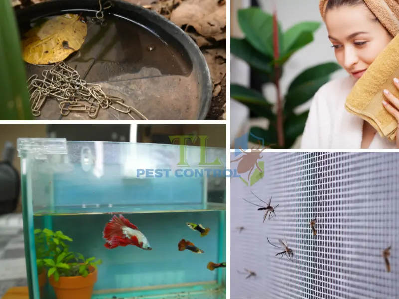 Phòng tránh muỗi vằn đốt và ngăn ngừa dịch bệnh