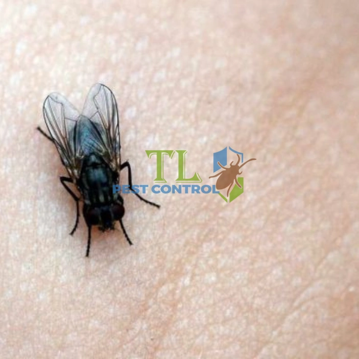 Dịch vụ diệt ruồi