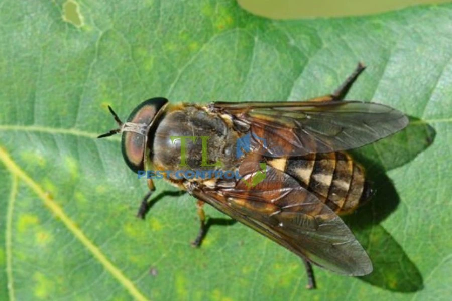 15+ Cách Diệt Ruồi Trâu Hiệu Quả Tận Gốc Và Dễ Thực Hiện