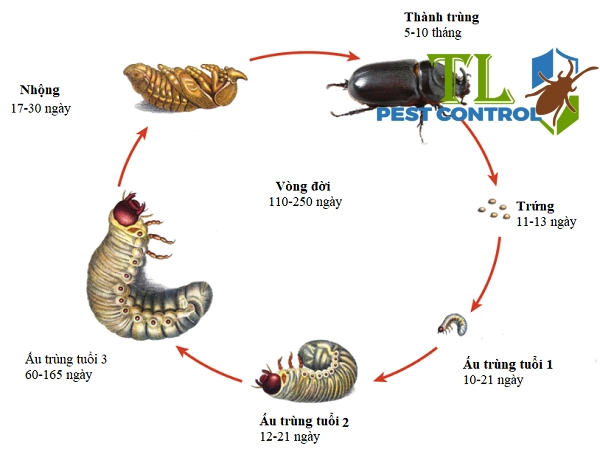 vòng đời của côn trùng