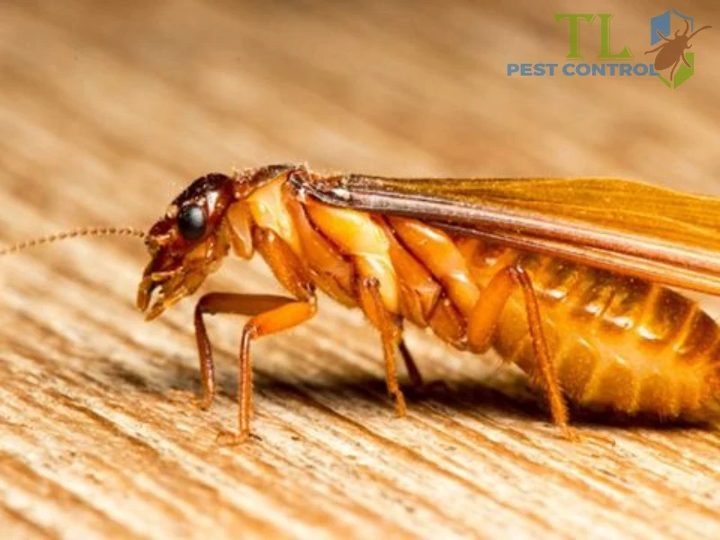 mối cánh bay vào nhà mối cánh bay vào nhà