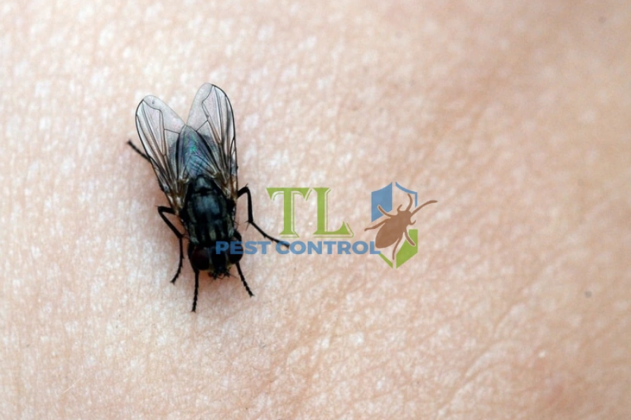 Các Cách Đuổi Con Nhặng Hiệu Quả, Triệt Để Tại Nhà