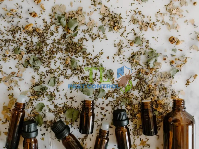 cách diệt ruồi trâu cách diệt ruồi trâu