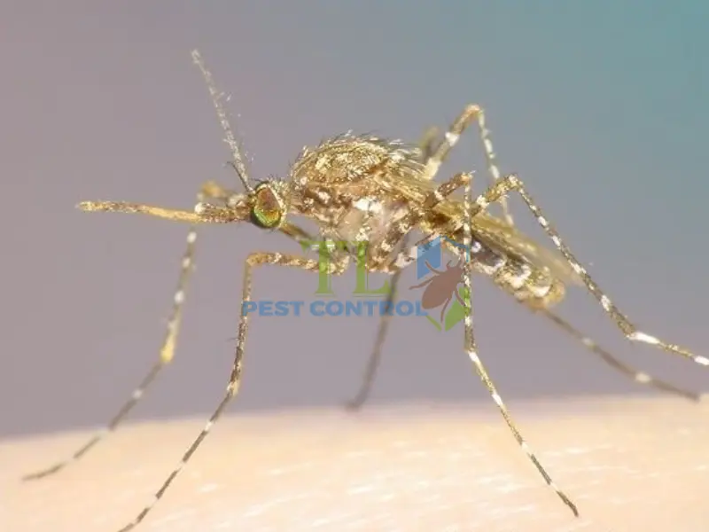 cách diệt muỗi Mansonia
