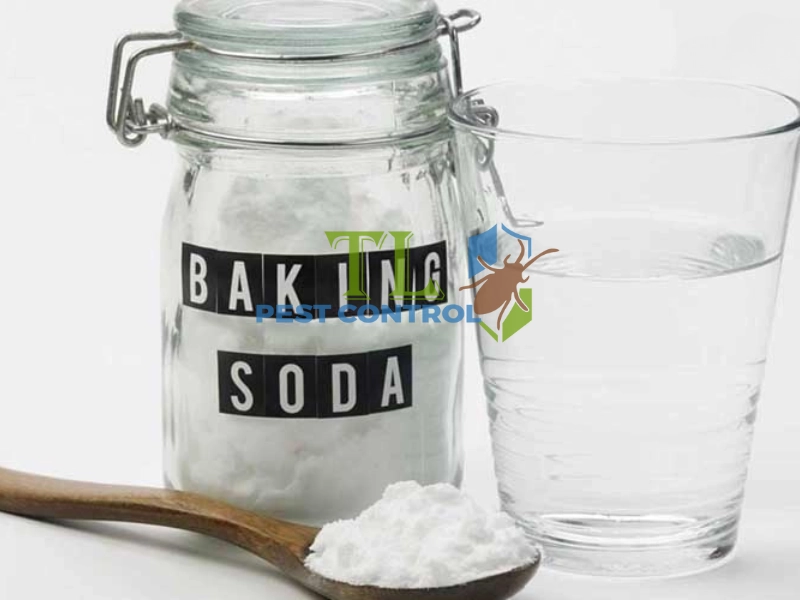 cách diệt kiến không độc hại cách diệt kiến không độc hại