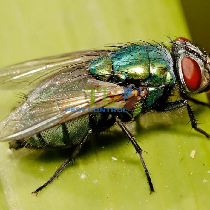 Cách diệt ruồi xanh
