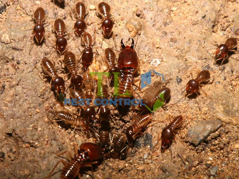 diệt mối phương pháp sinh học và truyền thống