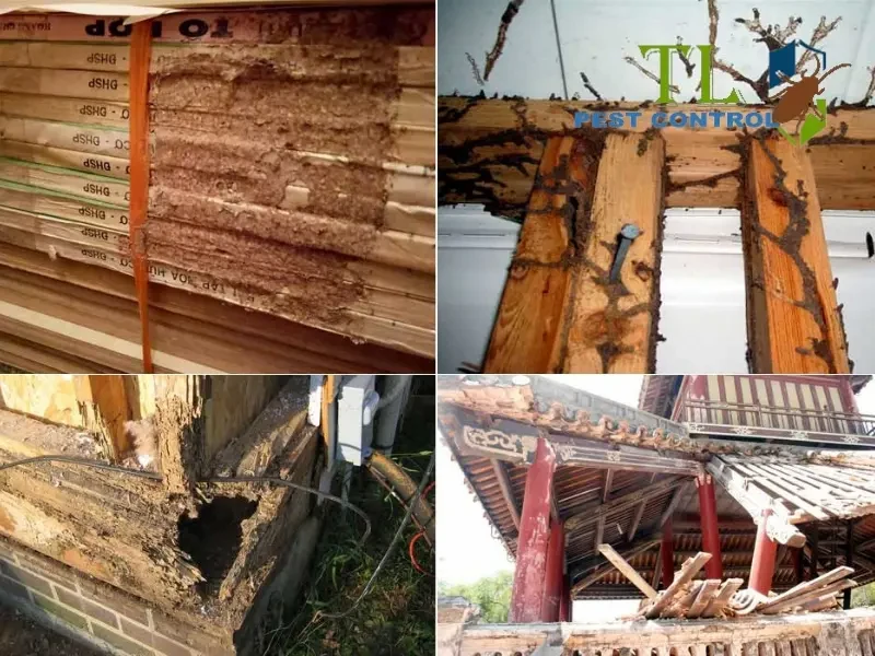 diệt mối quận 2