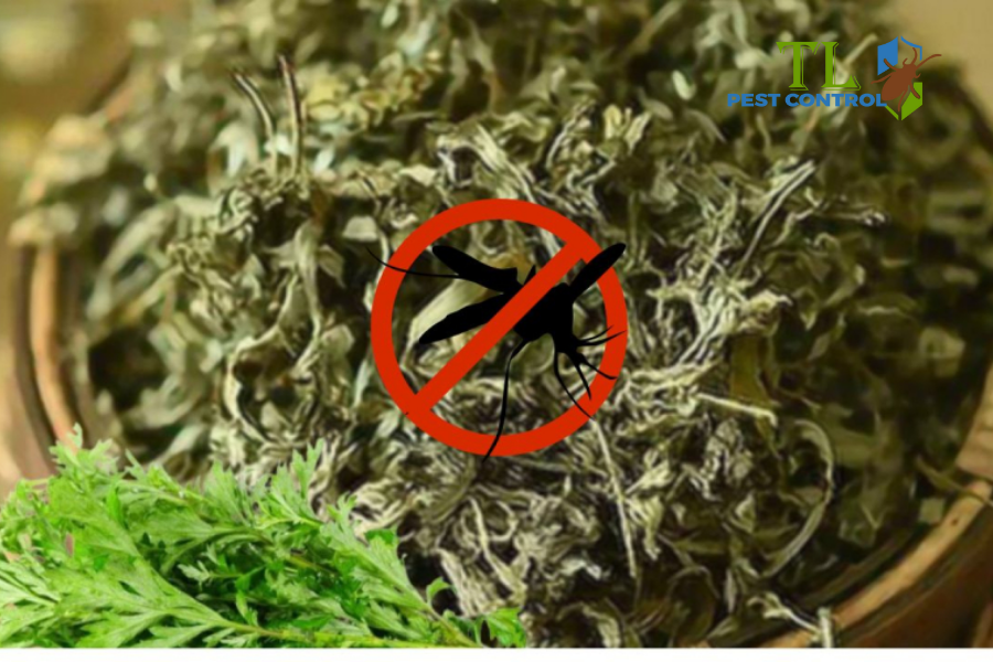  Lưu ý quan trọng khi sử dụng ngải cứu đuổi muỗi