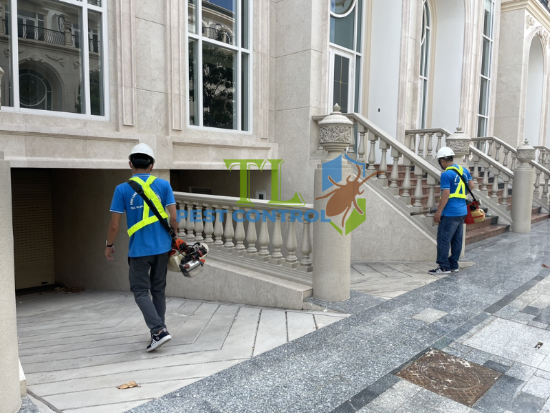 Cam kết chất lượng dịch vụ diệt mối của Trần Long