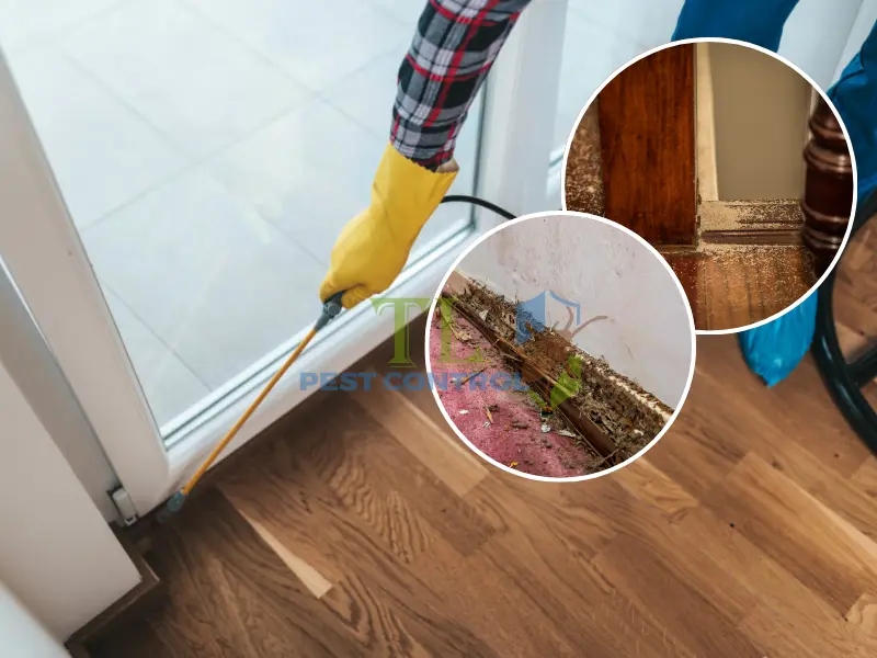  Tầm quan trọng của việc diệt mối tận gốc tại phường Hòa Bình