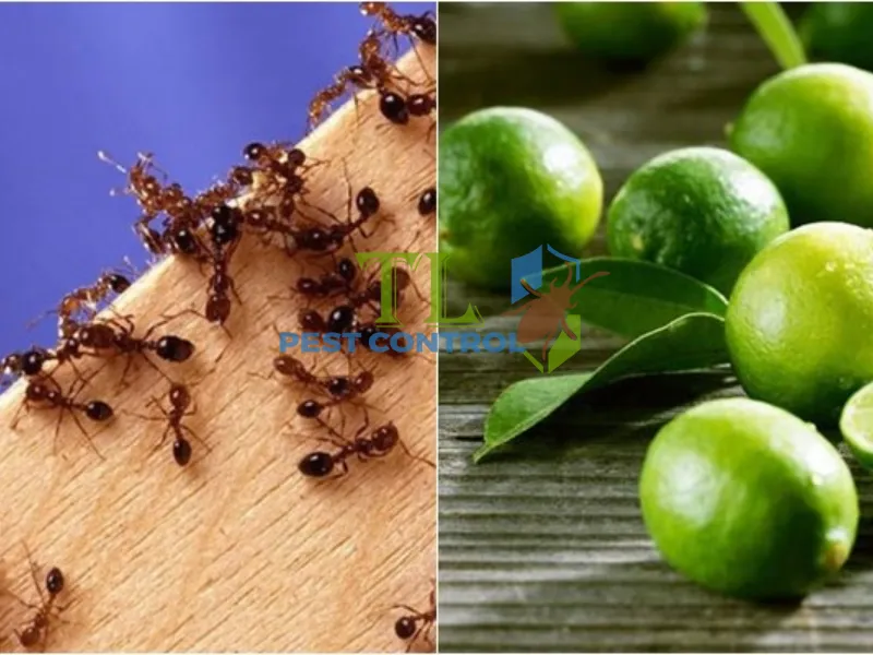 Xịt nước cốt chanh pha loãng vào các khe nứt hoặc đường đi của kiến