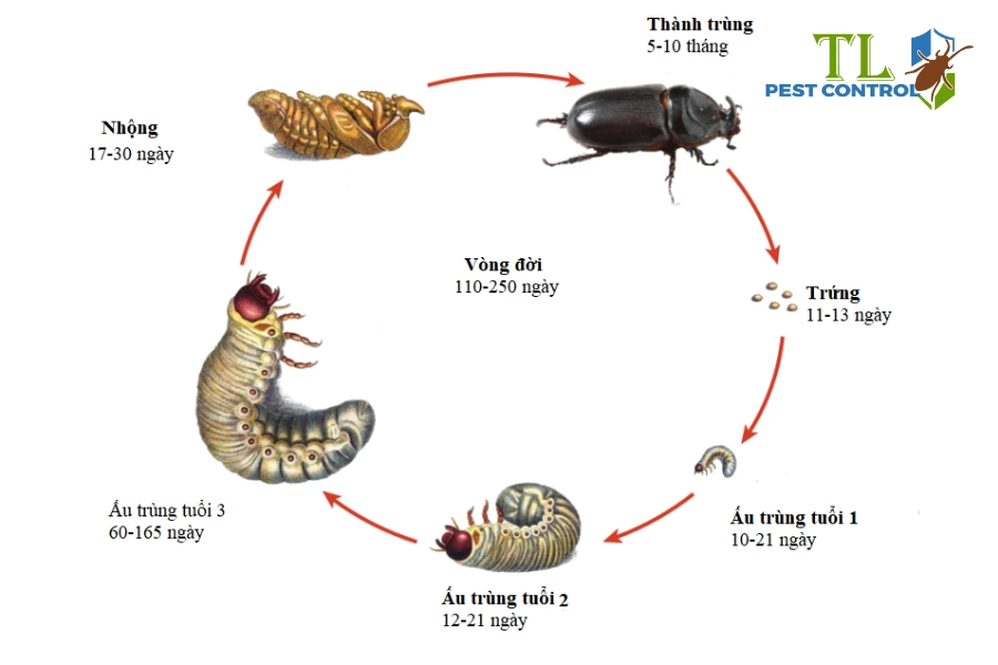 # Côn Trùng Là Gì? Cấu tạo, Phân Loại Của Các Loài Côn Trùng