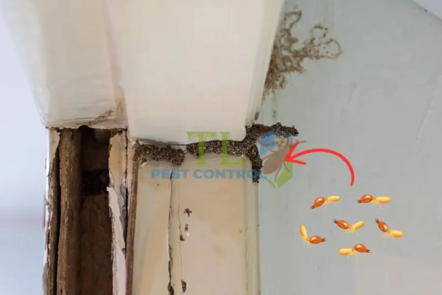 Gỗ Công Nghiệp Có Bị Mối Mọt Không? Cách Phòng Chống Hiệu Quả