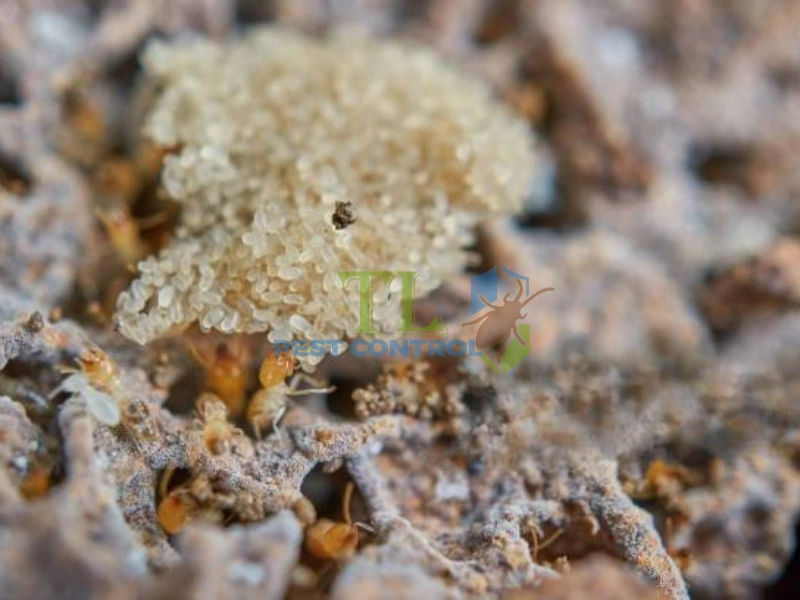 hình ảnh trứng mối