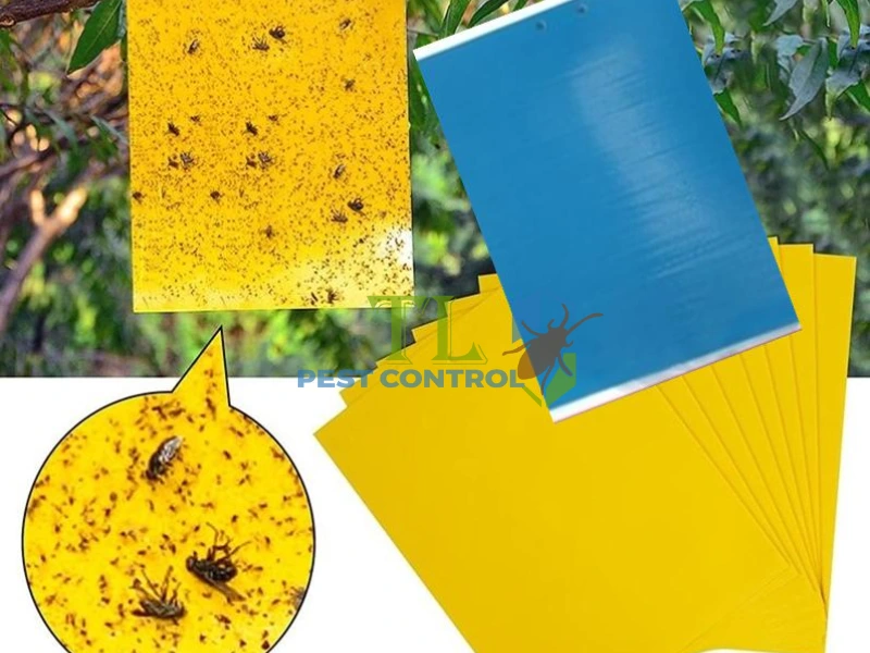 mẹo đuổi kiến lửa ra khỏi nhà