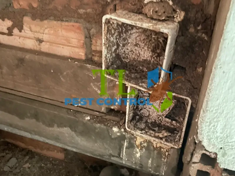 báo giá chống mối báo giá chống mối