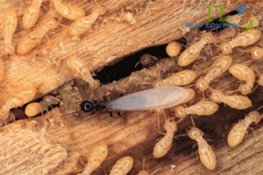 Mối Cánh Bay Vào Nhà: Cảnh Báo Nguy Hiểm Và Cách Diệt Tận Gốc