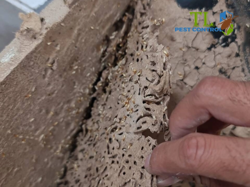 chuẩn bị trước khi diệt mối tại nhà