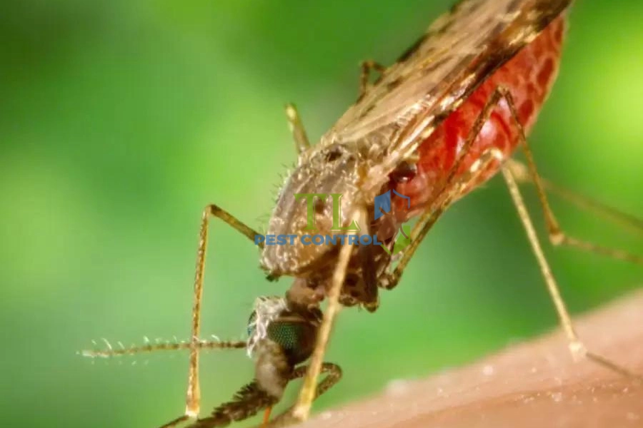 Cách Diệt Muỗi Anophen Hiệu Quả - Phòng Muỗi Quay Trở Lại